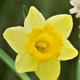 Easter Flower - Daffodil
