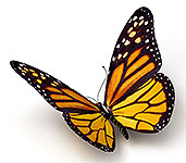 Easter Symbol - Butterfly