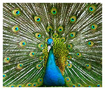 Indian National Bird - Peacock