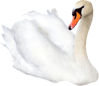 magic swan