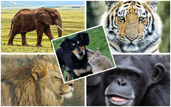 Facts on Various Animals