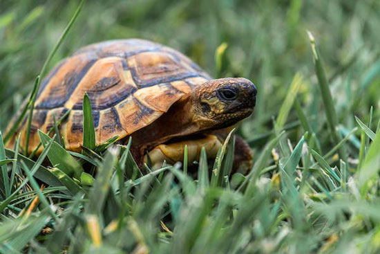 Facts about Tortoise