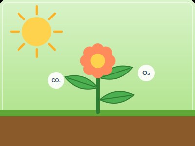 green leaf photosynthesis