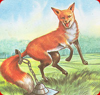 Fox in trap