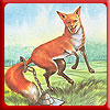 The Fox Without Tail