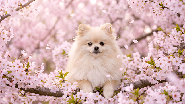 Adorable fluffy white Pomeranian puppy sitting among blooming pink cherry blossom flowers with falling petals in 4K wallpaper