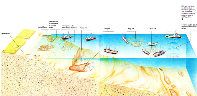 Sea's Resources
