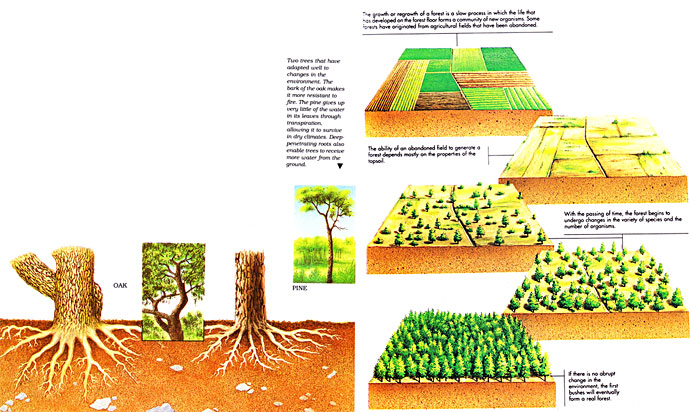 Disturbances in the ecosystem