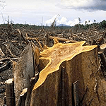 Destruction of the Forest