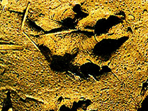 Science Project for school students - Animal Tracks and Footprints