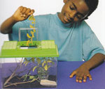 REARING STICK INSECTS-STEP 1
