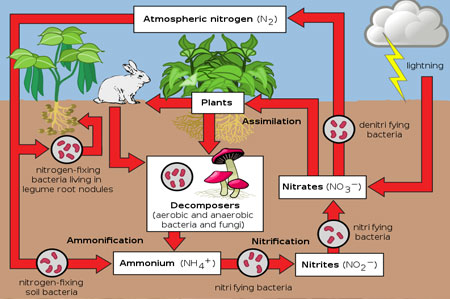The Nitrogen Cycle: Eco-Balance & Health