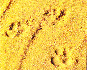 footprint step01