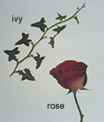 Rose and Ivy