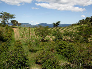 Agroforestry