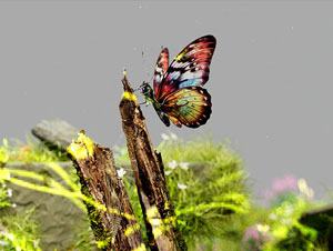 Biodiversity Conservation