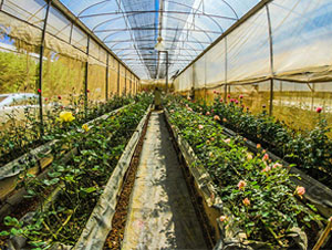 Greehouse Farming