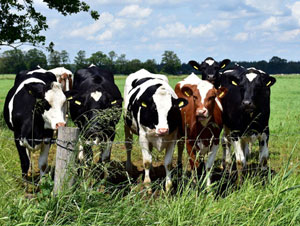 Sustainable Livestock Management