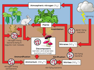 The Nitrogen Cycle