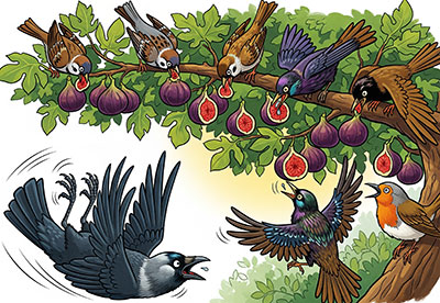 Jim the Jackdaw Goes Hungry - animal story