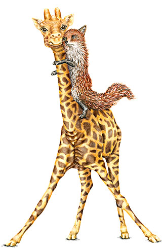 The little Red Fox jumped on one of the giraffe's back